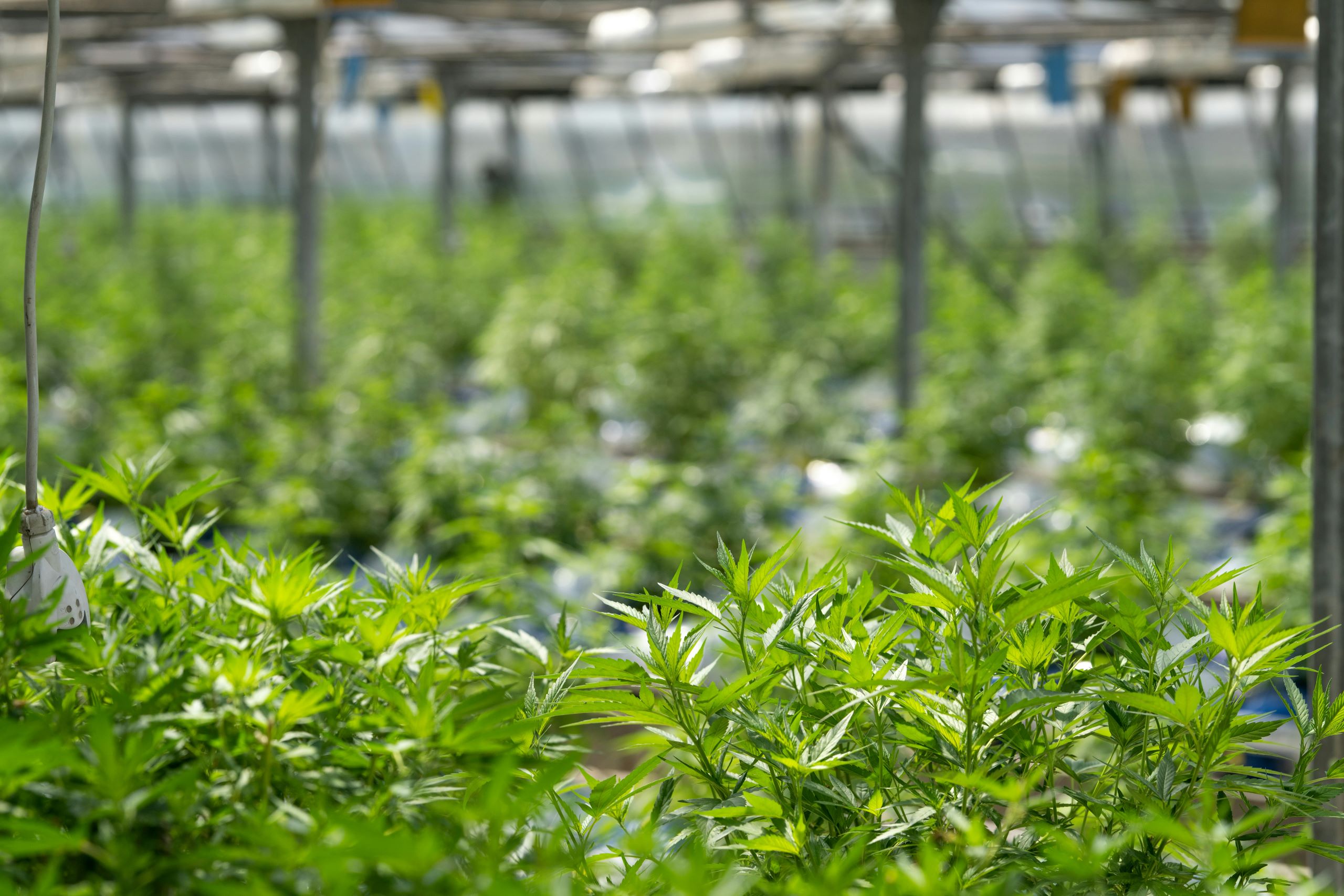 Controlled Greenhouse Environment