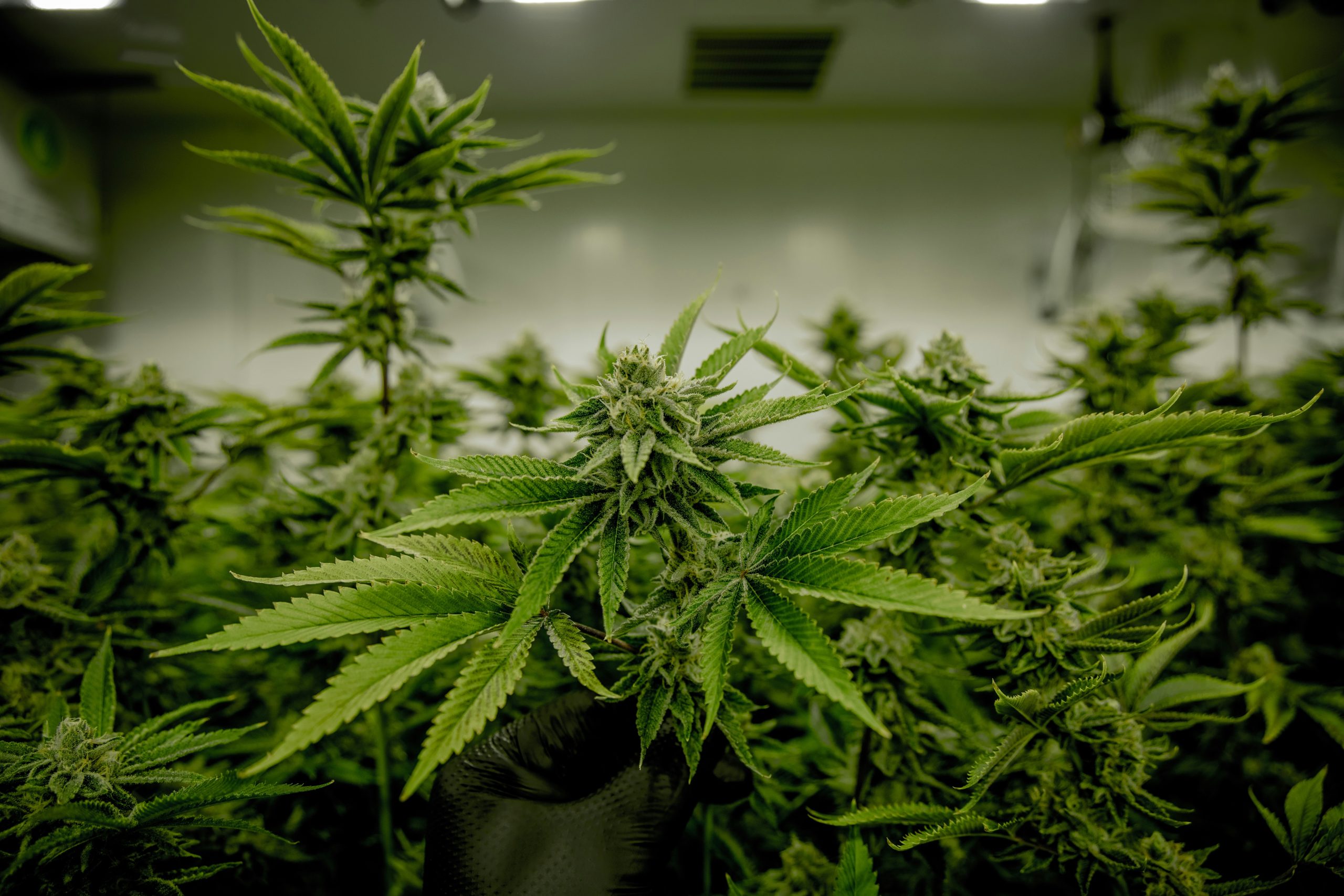 Indoor Growing Chamber